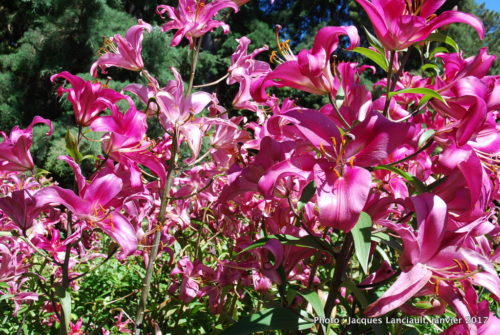 Jardin botanique, Christchurch, île du Sud, Nouvelle-Zélande