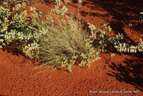 Mont Uluru-Ayers Rock, Territoire du Nord, Australie