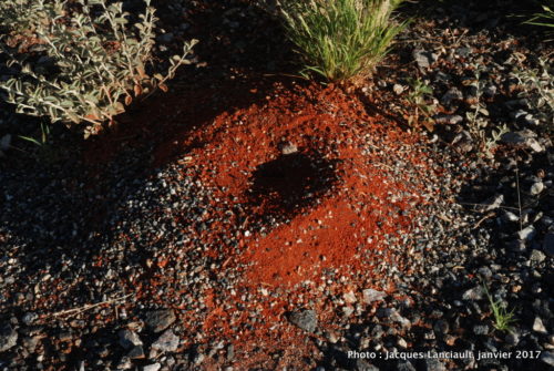Mont Uluru-Ayers Rock, Territoire du Nord, Australie