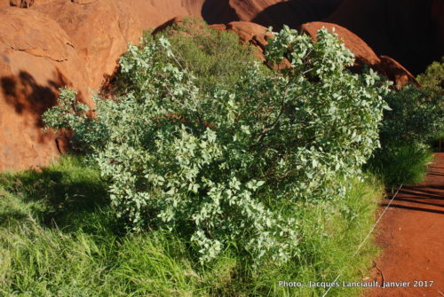 Mont Uluru-Ayers Rock, Territoire du Nord, Australie