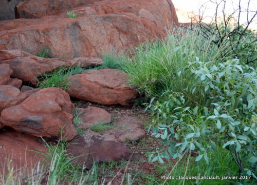 Mont Uluru-Ayers Rock, Territoire du Nord, Australie