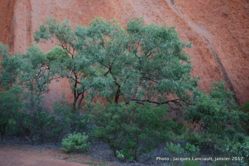 Mont Uluru-Ayers Rock, Territoire du Nord, Australie