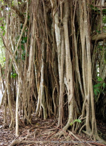 Kuranda, Queensland, Australie