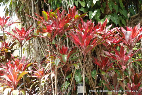 Kuranda, Queensland, Australie