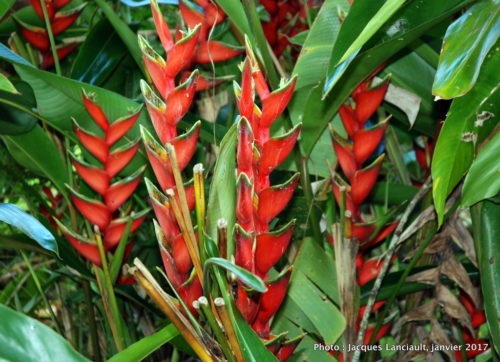 Kuranda, Queensland, Australie