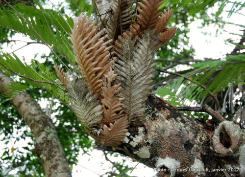Kuranda, Queensland, Australie