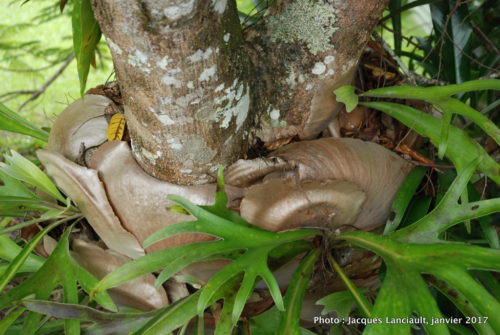 Kuranda, Queensland, Australie