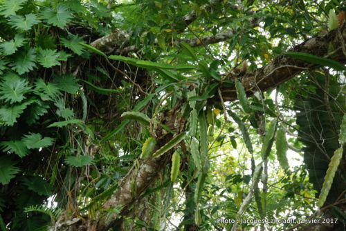 Kuranda, Queensland, Australie