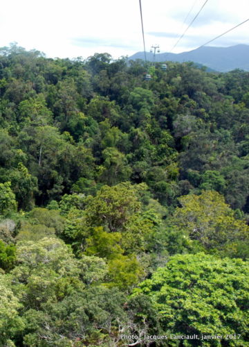 Skyrail Rainforest Cableway, Kuranda, Queensland, Australie