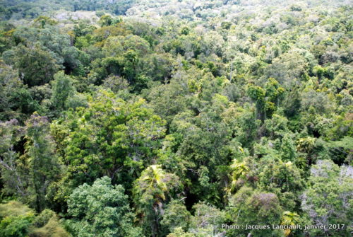 Skyrail Rainforest Cableway, Kuranda, Queensland, Australie