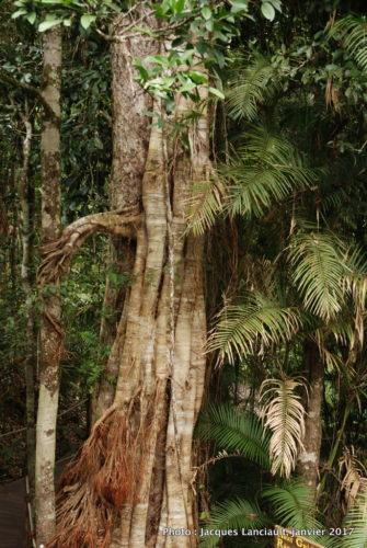 Skyrail Rainforest Cableway, Kuranda, Queensland, Australie
