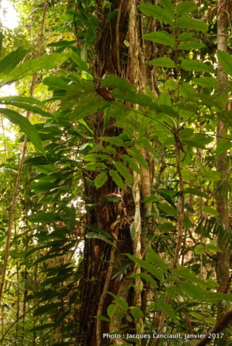 Skyrail Rainforest Cableway, Kuranda, Queensland, Australie