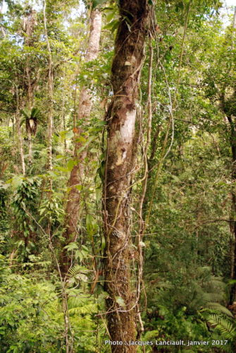Skyrail Rainforest Cableway, Kuranda, Queensland, Australie