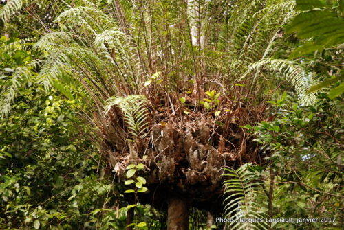 Skyrail Rainforest Cableway, Kuranda, Queensland, Australie
