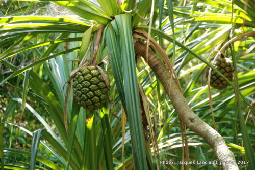 Tjapukai Park, Cairns, Queensland, Australie