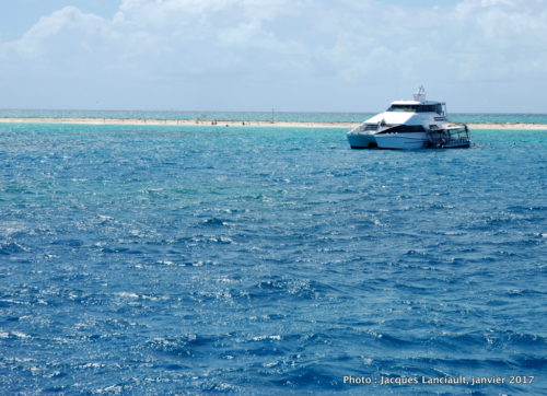 Michaelmas Cay, mer de Corail