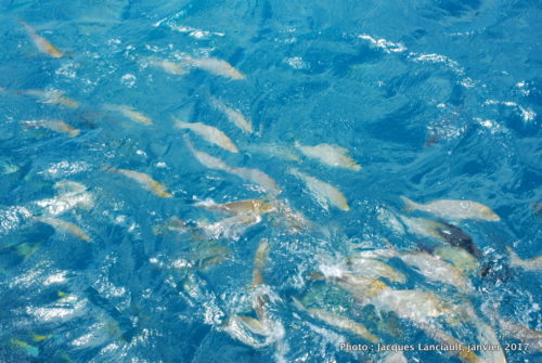 Ocean Spirit, mer de Corail, Queensland, Australie