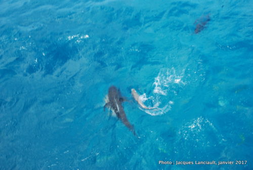 Ocean Spirit, mer de Corail, Queensland, Australie
