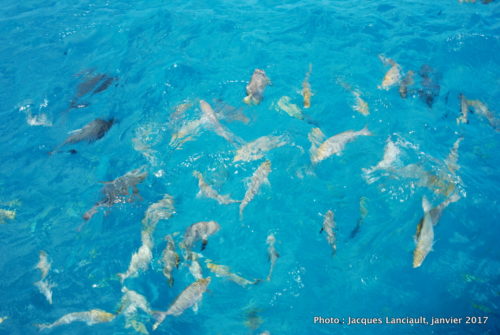 Ocean Spirit, mer de Corail, Queensland, Australie