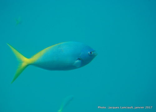 Mer de Corail, Queensland, Australie