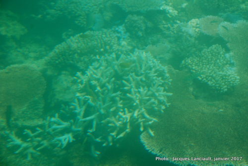Mer de Corail, Queensland, Australie