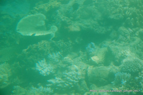 Mer de Corail, Queensland, Australie