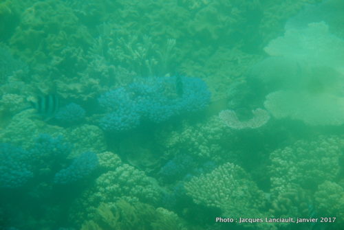 Mer de Corail, Queensland, Australie