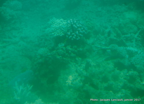 Mer de Corail, Queensland, Australie