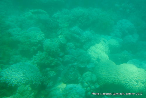 Mer de Corail, Queensland, Australie