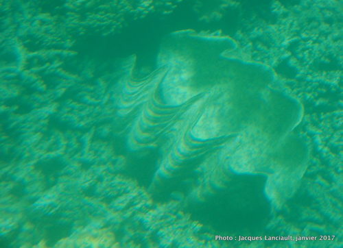Mer de Corail, Queensland, Australie