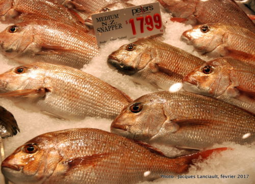 Sydney Fish Market, Sydney, Nouvelle-Galles-du-Sud, Australie