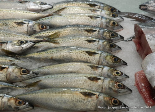Sydney Fish Market, Sydney, Nouvelle-Galles-du-Sud, Australie