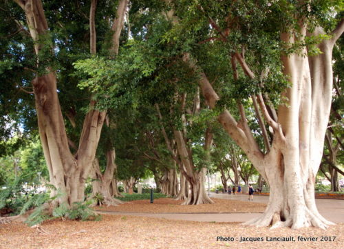 Hyde Park, Sydney, Nouvelle-Galles-du-Sud, Australie