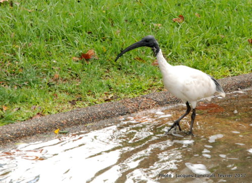 Hyde Park, Sydney, Nouvelle-Galles-du-Sud, Australie