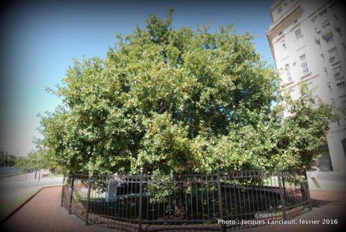 Arbre de Guernica, Buenos Aires, Argentine