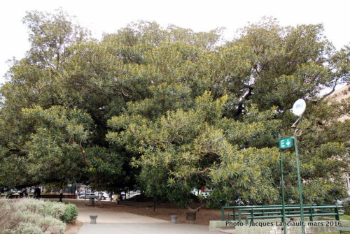 Plaza Lavalle, Buenos Aires, Argentine
