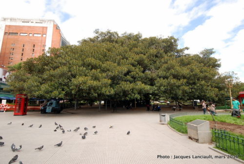 Gomero de la Plaza Juan XXIII, Quartier Recoleta, Buenos Aires, Argentine
