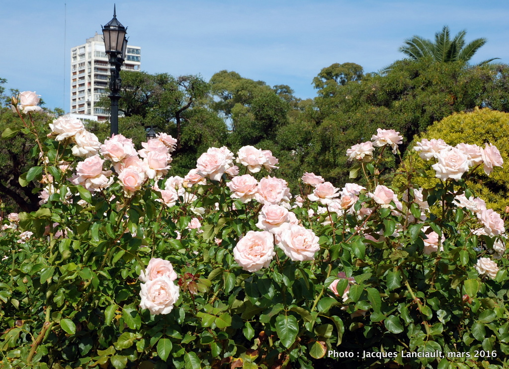 El Rosedal, Parlermo, Buenos Aires, Argentine