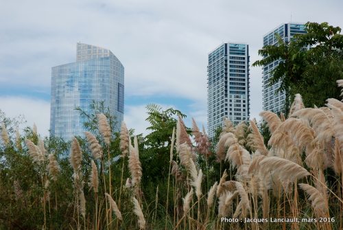 Reserva Ecológica Costanera Sur, Buenos Aires, Argentine