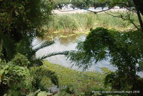 Reserva Ecológica Costanera Sur, Buenos Aires, Argentine