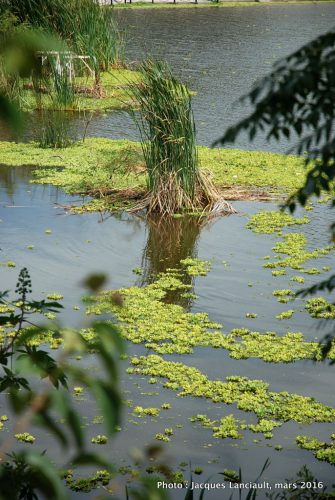 Reserva Ecológica Costanera Sur, Buenos Aires, Argentine