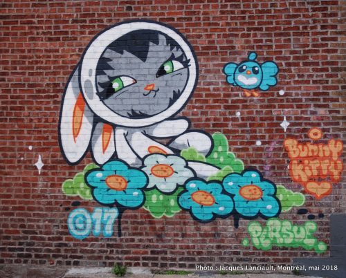 Bunny Kitty, Persue, Montréal, Québec