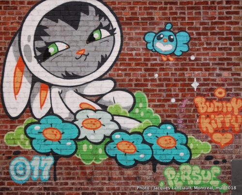 Bunny Kitty, Persue, Montréal, Québec