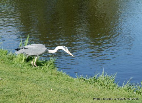 Vondelpark, Amsterdam, Pays-Bas