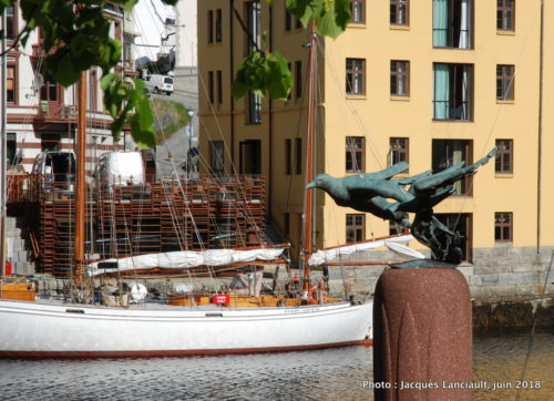 Måker i flukt, Ålesund, Norvège