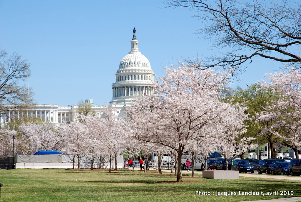 À la fin mars, la capitale américaine croulait sous les cerisiers et les magnolias en fleurs!