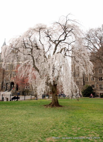 Healy Hall, Georgetown University, Washington D.C., États-Unis