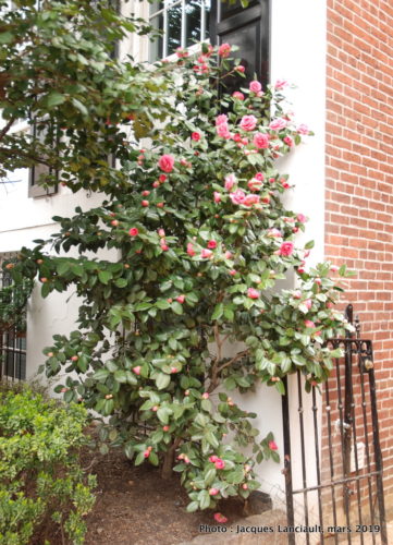 Quartier Georgetown, Washington D.C., États-Unis