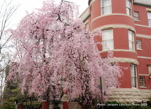 Quartier Georgetown, Washington D.C., États-Unis