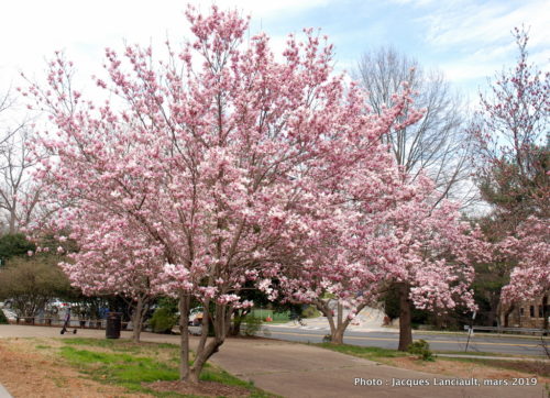 Glover Park, Washington D.C., États-Unis